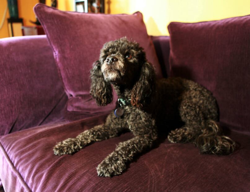 Las 10 razas de perro que menos pelo sueltan