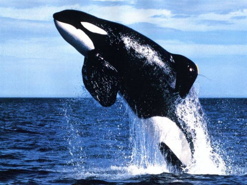 "Killing Keiko": Nunca fue liberado, fue enviado a morir