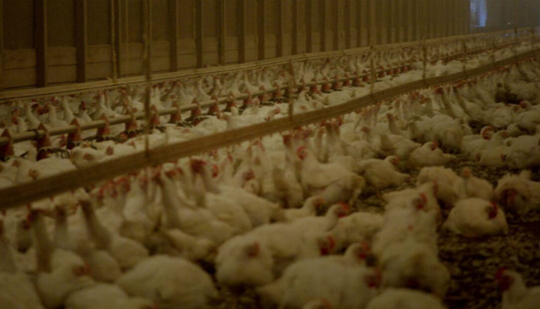 #DíaSinCarne 10 documentales que hablan del “lado oscuro” de la carne
