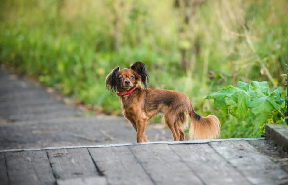 Estas son las dos nuevas razas de perro puras reconocidas por el AKC