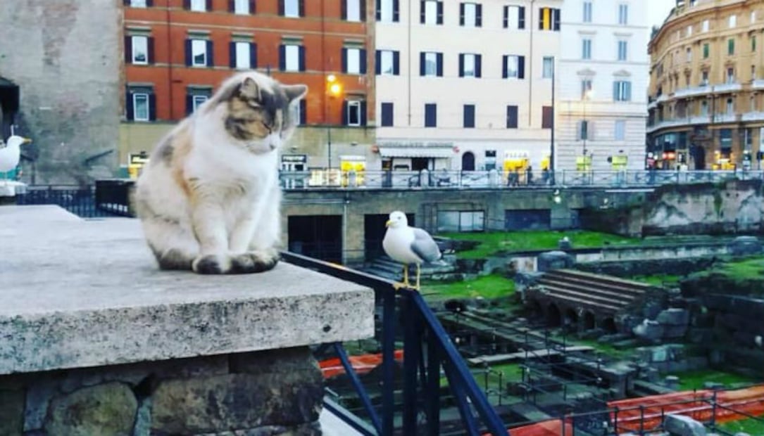 Así es el “Santuario Romano” de  los gatos en Italia
