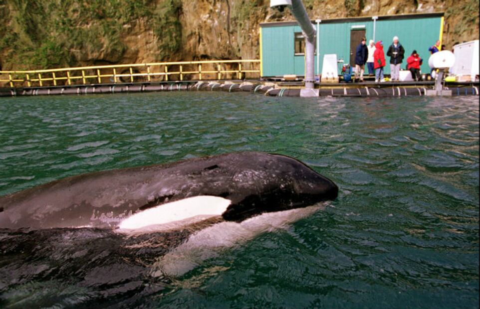 "Killing Keiko": Nunca fue liberado, fue enviado a morir