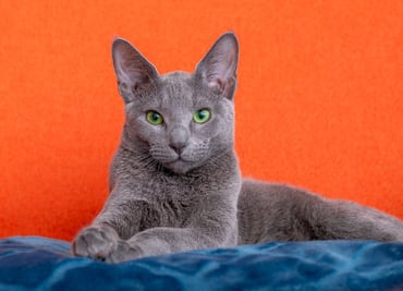 Federación Internacional de Felinos prohíbe la exportación de gatos rusos