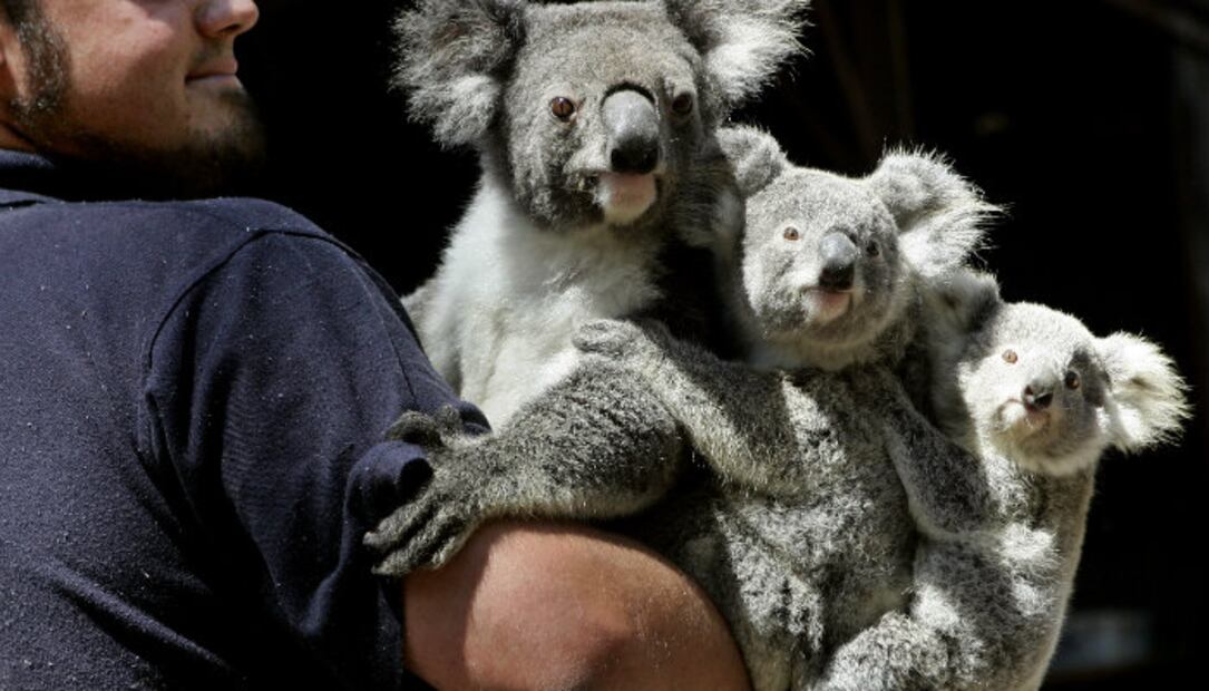 ¿Adiós a los koalas? Los declaran “funcionalmente extintos”
