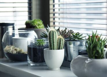 10 plantas que te ayudan a calmar tu ansiedad