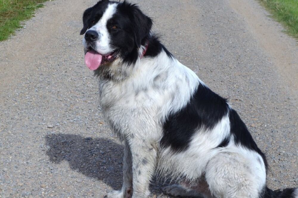 Aunque anteriormente era considerado un perro de trabajo, en los últimos años se ha convertido en una mascota muy popular por su carácter dócil. (Foto: Peter Hauschild en Pixabay)