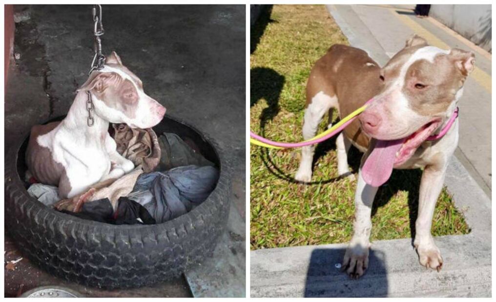 10 historias extremas de perros adoptados que sólo querían amor