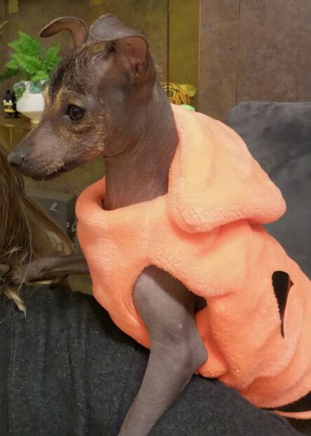 ¿Sabías que hay perros xoloitzcuintles con pelo?