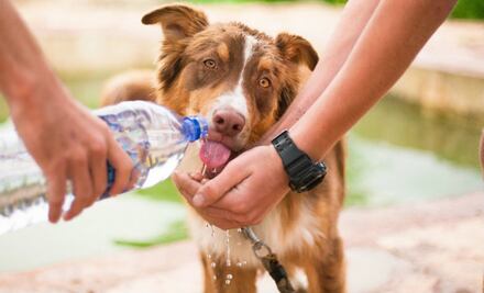 10 cosas que le hacen mucho daño a tu perro (y tú ni idea tenías)