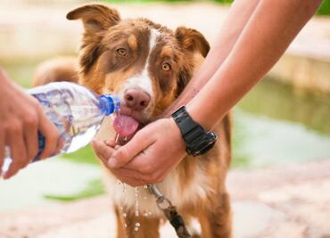 10 cosas que le hacen mucho daño a tu perro (y tú ni idea tenías)