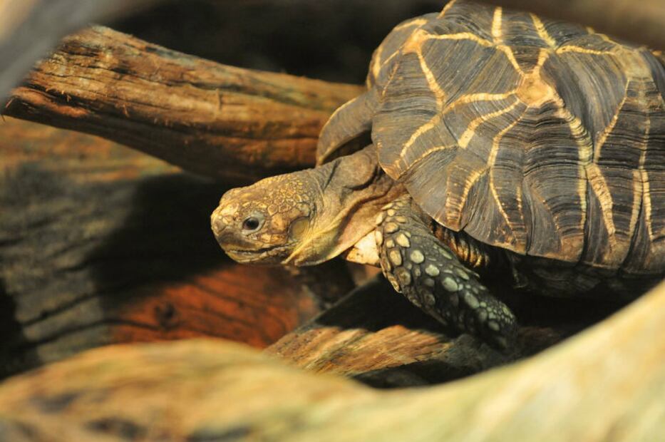 10 especies animales que se salvaron de la extinción