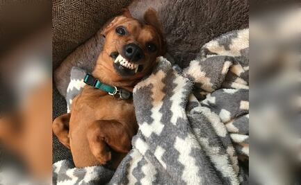 Más de 10 cosas que solo los dueños de un perro salchicha entienden