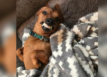 Más de 10 cosas que solo los dueños de un perro salchicha entienden