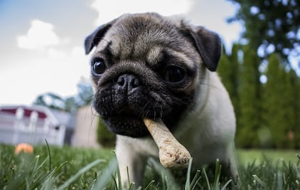 Perros y gatos vegetarianos… ¿maltrato animal o una alternativa real?