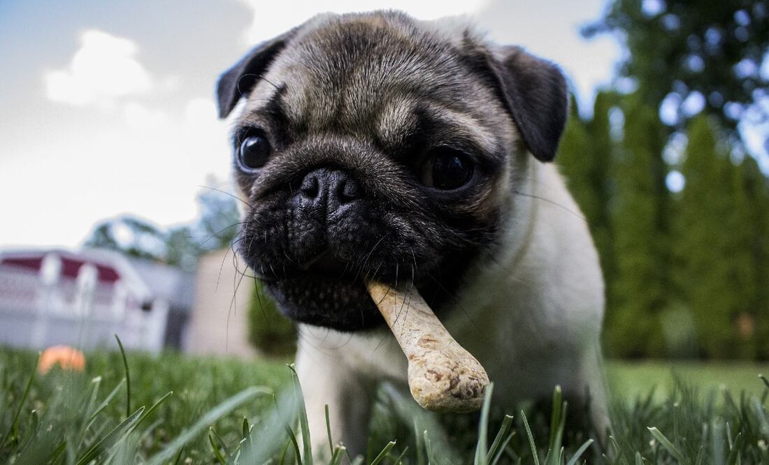 Foto: Stefan Glazer en Pixabay