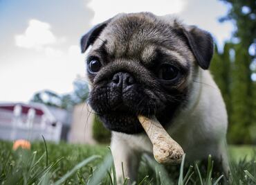 Perros y gatos vegetarianos… ¿maltrato animal o una alternativa real?
