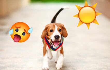 ¿Qué hacer si a tu perro le da un golpe de calor?