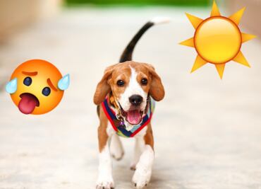 ¿Qué hacer si a tu perro le da un golpe de calor?