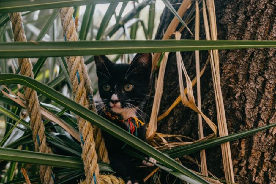 Miau Fest 2022, el festival para ayudar a gatitos en la CDMX