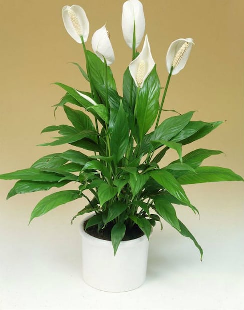 5 plantas que la NASA recomienda para purificar el aire en tu casa