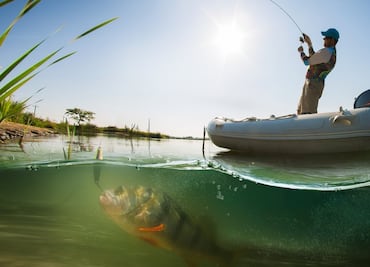 Hombre atacado por abejas, huye a un lago y ahí lo matan pirañas