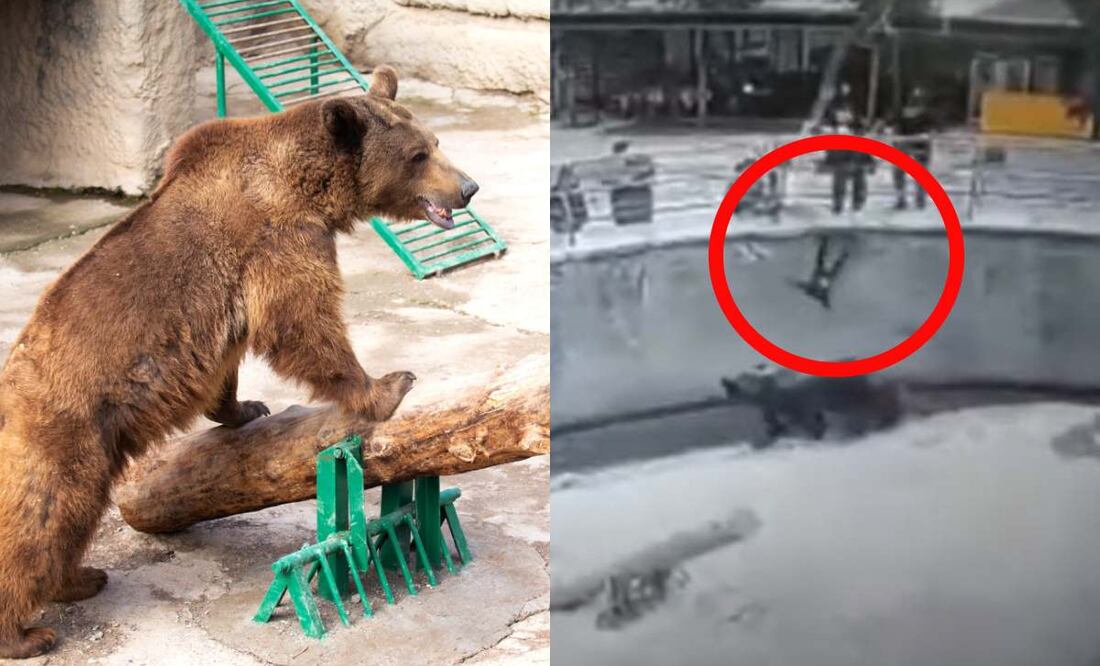 Fotos: Tashkent Zoo/Cámaras de seguridad Tashkent Zoo
