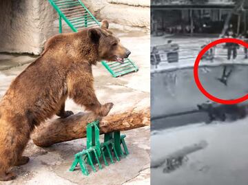 Video de mujer que lanza a su hija a la jaula de los osos causa indignación