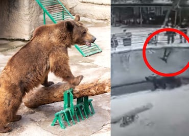Video de mujer que lanza a su hija a la jaula de los osos causa indignación
