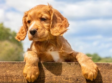 Las 10 razas de perro que son más calmadas