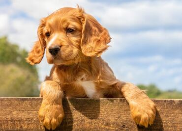 Las 10 razas de perro que son más calmadas