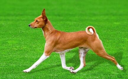 El genoma del “perro que no ladra” clave de la evolución canina