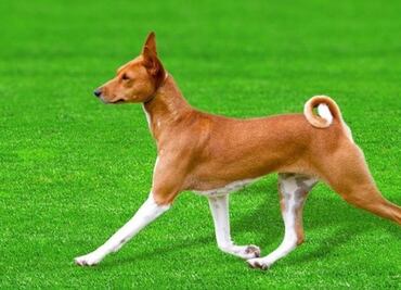 El genoma del “perro que no ladra” clave de la evolución canina