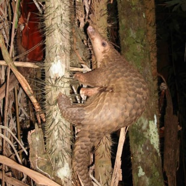 5 animales silvestres que se comen en China