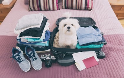 10 razas de perros ideales para vivir en departamentos