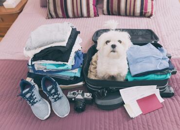 10 razas de perros ideales para vivir en departamentos