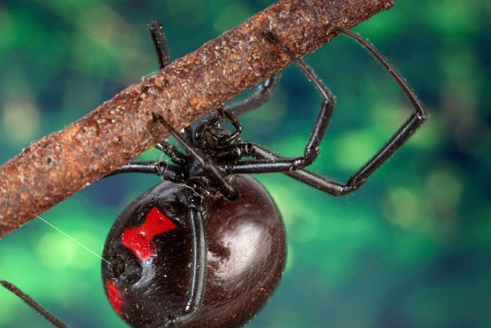 Su veneno es 14 veces más potente que el de una serpiente de cascabel. Aunque no son agresivas y atacan solo cuando están amenazadas, su mordida puede pasar desapercibida porque no es dolorosa. (Foto: James Gathany/Wikicommons)