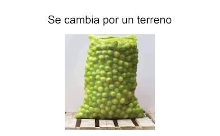 ¡A 70 el kilo de limón! Los 10 mejores memes del aumento de precio