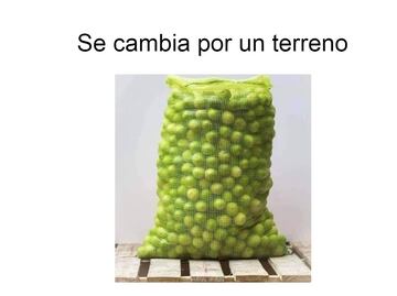 ¡A 70 el kilo de limón! Los 10 mejores memes del aumento de precio
