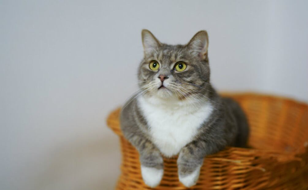 ¡Hogareños! Las 10 razas de gatos perfectas para tener en casa
