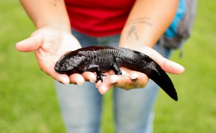 El ajolote, el ancestral monstruo acuático 100% mexicano