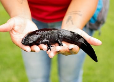 El ajolote, el ancestral monstruo acuático 100% mexicano