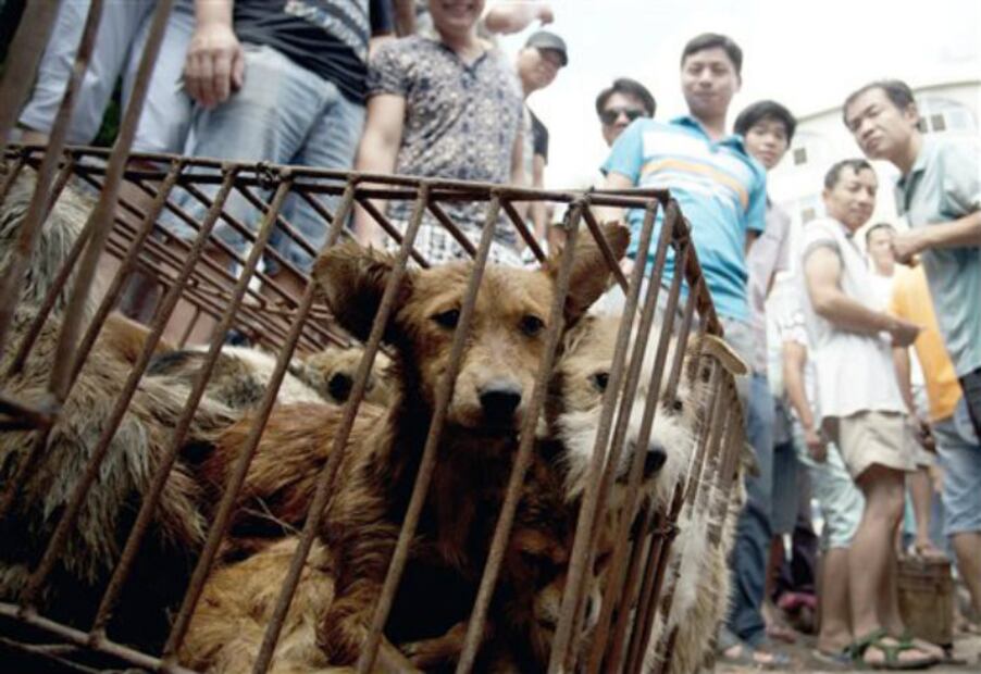 Taiwán dice adiós al consumo de carne de perro y gato