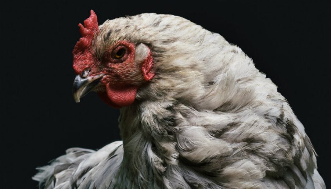 Gallinas y avestruces, los parientes cercanos de los salvajes T-Rex