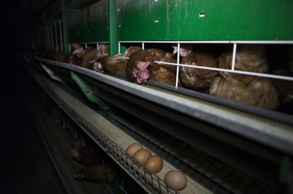 ¿Sabes cómo se “producen” los huevos que comes?