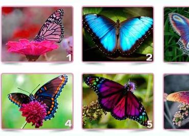 Dime la mariposa que observas primero y te diré algo oculto de tu personalidad