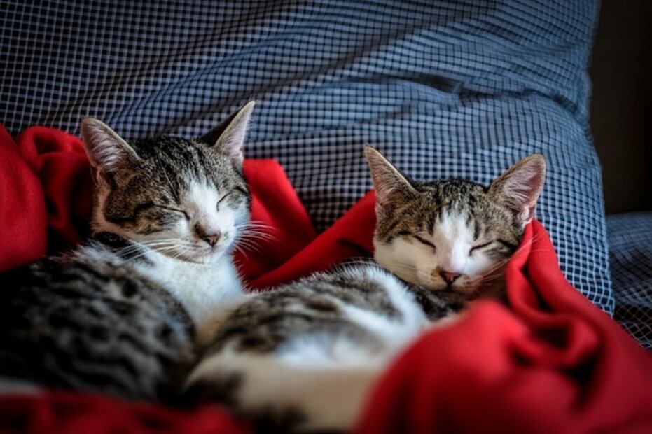 5 trucos que sí eliminan los pelos de gato de la ropa y los sillones