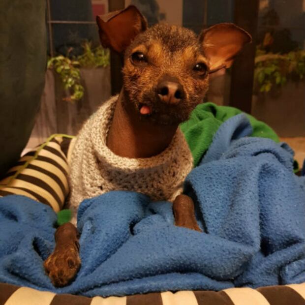 Curiosidades de las 3 razas de perro 100% mexicanas