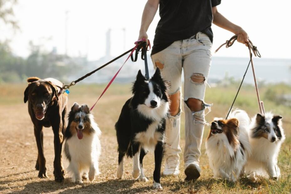 10 tips para que tu perro no destruya tu casa cuando sales