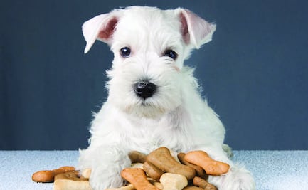 Las 10 razas de perro que menos pelo sueltan