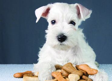 Las 10 razas de perro que menos pelo sueltan